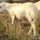 كبش للبيع