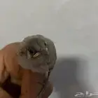 فرخ بلبل عراقي