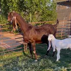 عنز حمرا جرم وجباره متبع