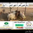 رخال نعيمي 1100