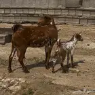 عنز للبيع تحتها تيس