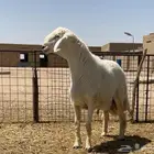 مشروع فحل حري
