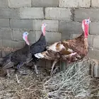 لللبيع رومي