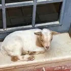 ماعز قزم للبيع