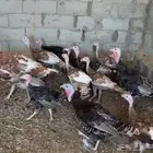 للبيع رومي سوبر جامبو