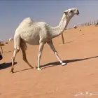 بكره حقه