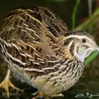 سمان فري مريعي سوير جامبو و دجاج بلدي و بيض