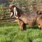 تيس عارضي خصم