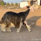 للبيع شاه نجديه كفو. تتم البيع
