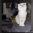 قط للبيع اسكوتش