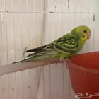 بادجي اليف