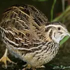 سمان فري مريعي سوبر جامبو