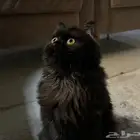 قطط