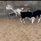 ساكنيه متبع برخلتين