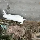 أرانب للبيع