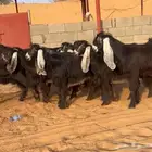 10 جفرات عوارض وتيس