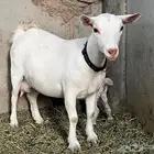 ماعز قزم مع انتاجها جفره