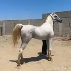 حصان واهو مصري