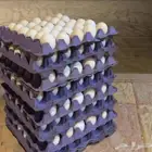 بيض بلدي (مائده)