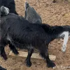 تيس اربع شهور