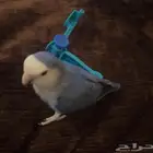 روز ازرق مفقود