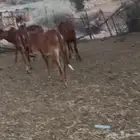 اربع خبيش حمر بلدي اعمارها من ثمانيه شهور