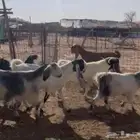 معزا دفيع مواليد