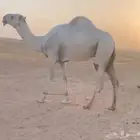 قعود رماني