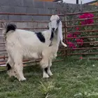 جفره عارضيه