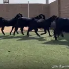معزاء قبرصيات لون نادر