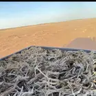 رمث يابس وطيب هايلكس غماره