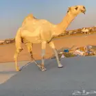قعود رماني