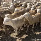رفيدي دنكلي السعر 530
