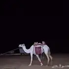 رحول ابل شرط طوع ركوب وتعكس