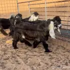 تيوس عوارض خصم
