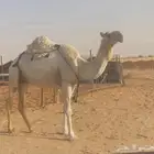 وضحا طيبه معزول ولدها