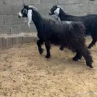 عنزين للبيع
