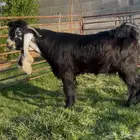 تيس عارضي خصم معرف جاهز