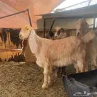 جمدة عارضية