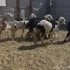 بهم ربط نجد