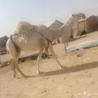 عشرا حدرها بكره