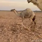 قعود