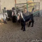 تيوس مشاريع فحول خصم
