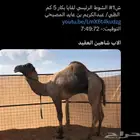 ثنيه للبيع بنت شاهين العقيد للمانع ( هجن )
