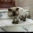 قط ذكر مفقود ضايع مبلغ مالي للي يحصله