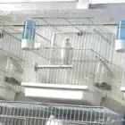 ذكر تغريد ابيض (كتف )