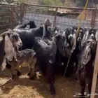 معزا عوارض درجه اولى