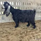 عنز عارضيه متاومه