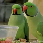دره ذكر