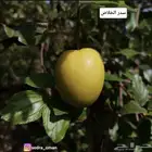 شتلات كنار سدر خلاص